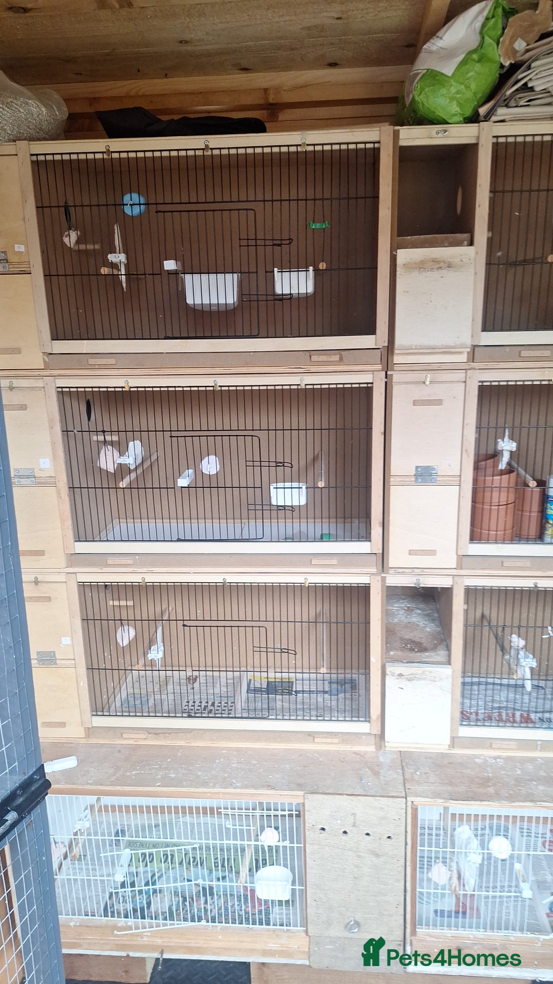 Budgerigars birds for sale: for sale - Image 1