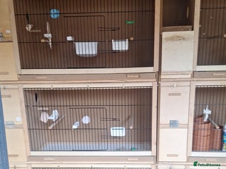 Budgerigars birds - Advert 21