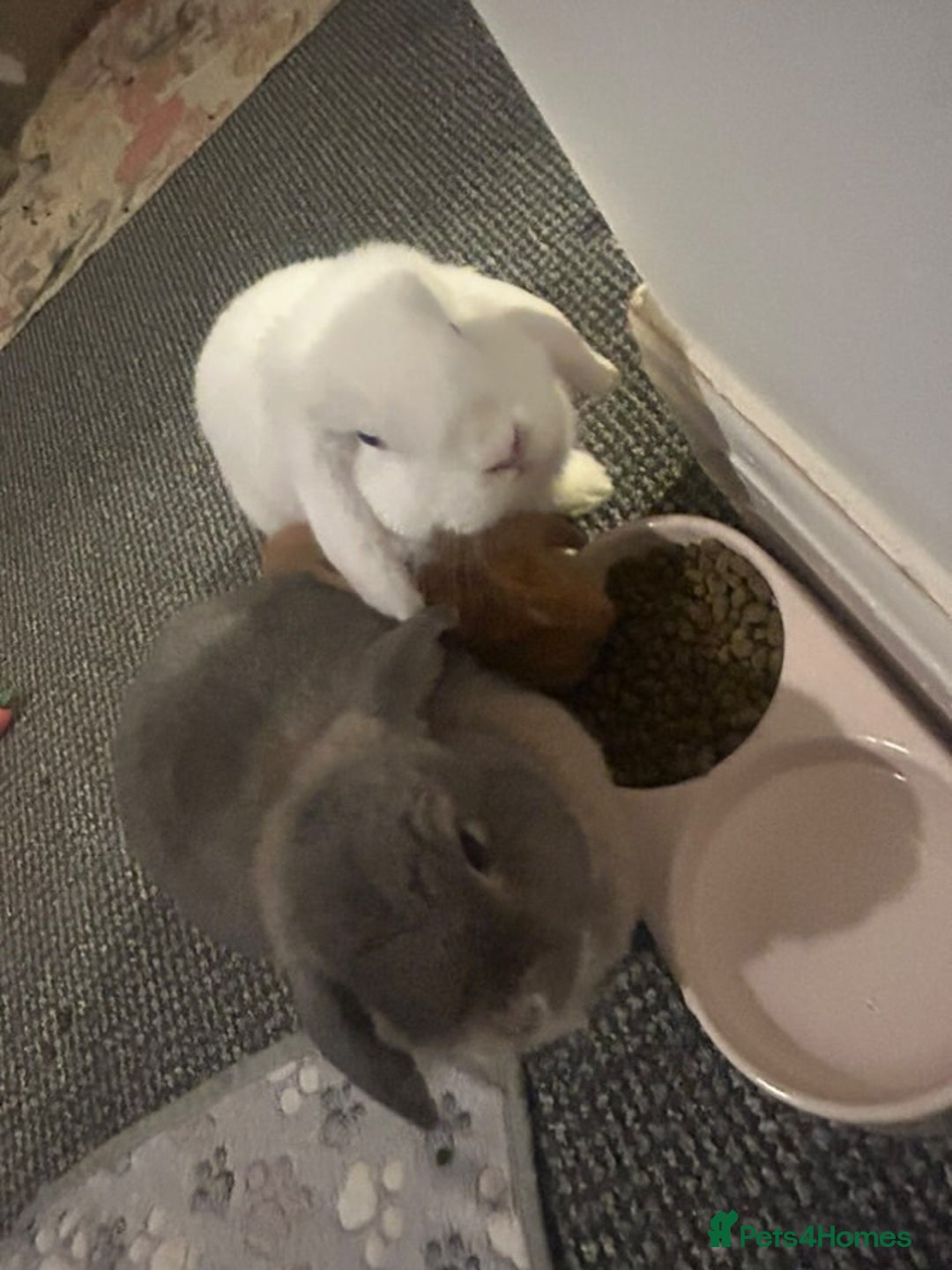 Mini Lop rabbits for sale: Gorgeous Mini Lops  - Advert 32