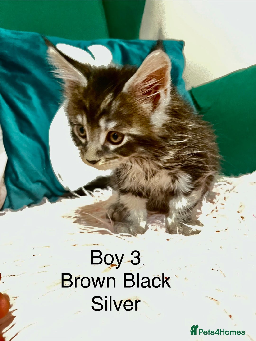 Maine Coon cats for sale: XXL Maine Coon kittens 🔥rare Black Smoke  - Image 25