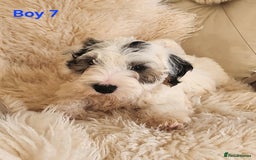 Sealyham Terrier dogs for sale: Sealyham terrier puppy’s  - Image 15