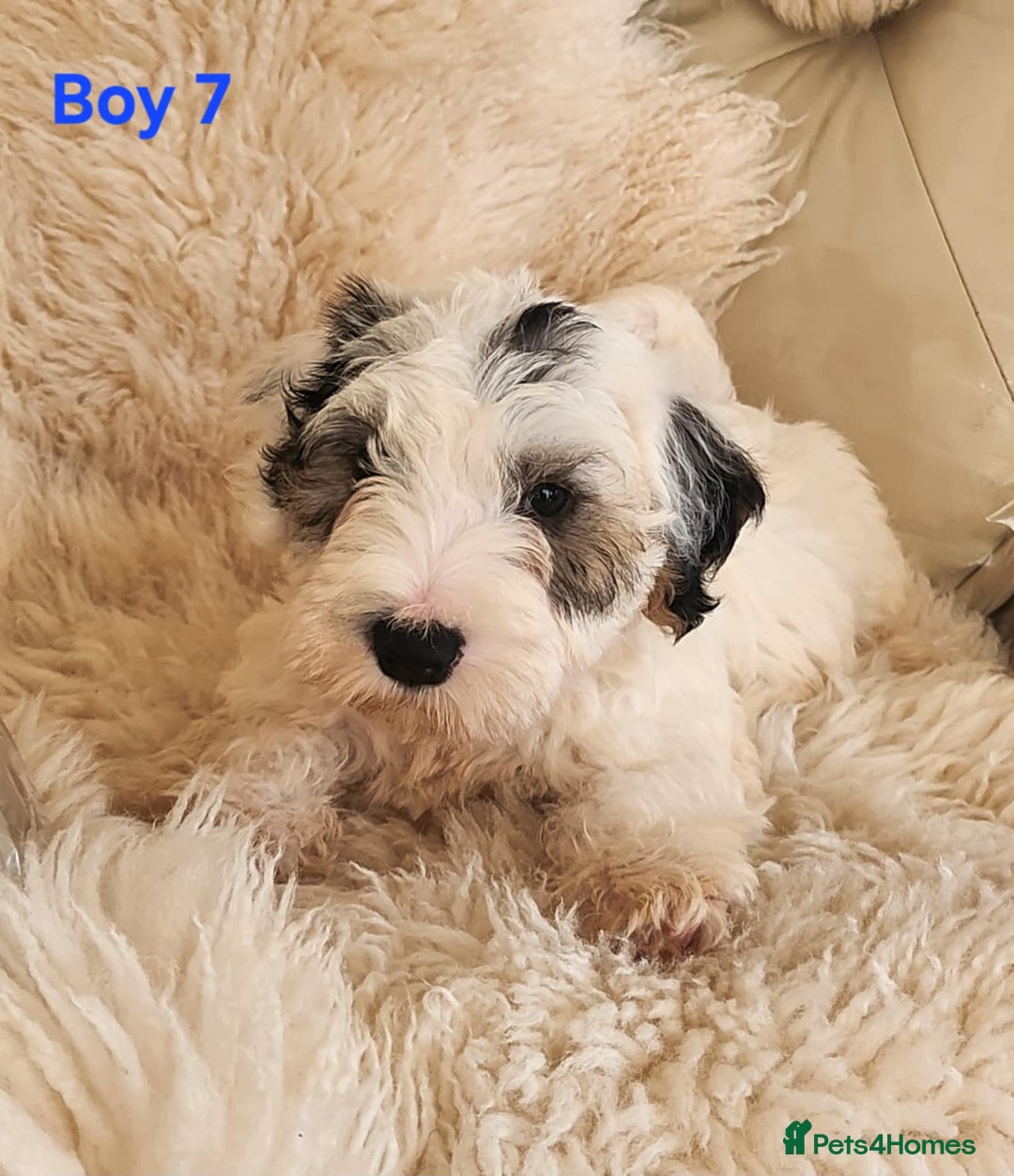 Sealyham Terrier dogs for sale: Sealyham terrier puppy’s  - Image 15