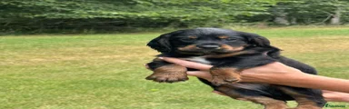 Cocker Spaniel 3