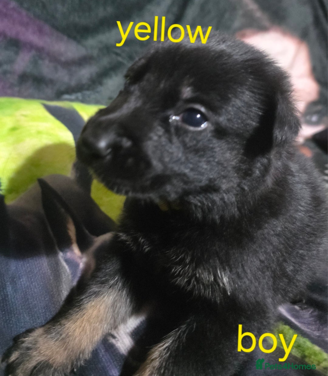 German Shepherd dogs for sale: Black german shepherds  - Advert 3