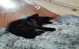 Mixed Breed cats for sale: Kitten for sale(20£) - Image 8