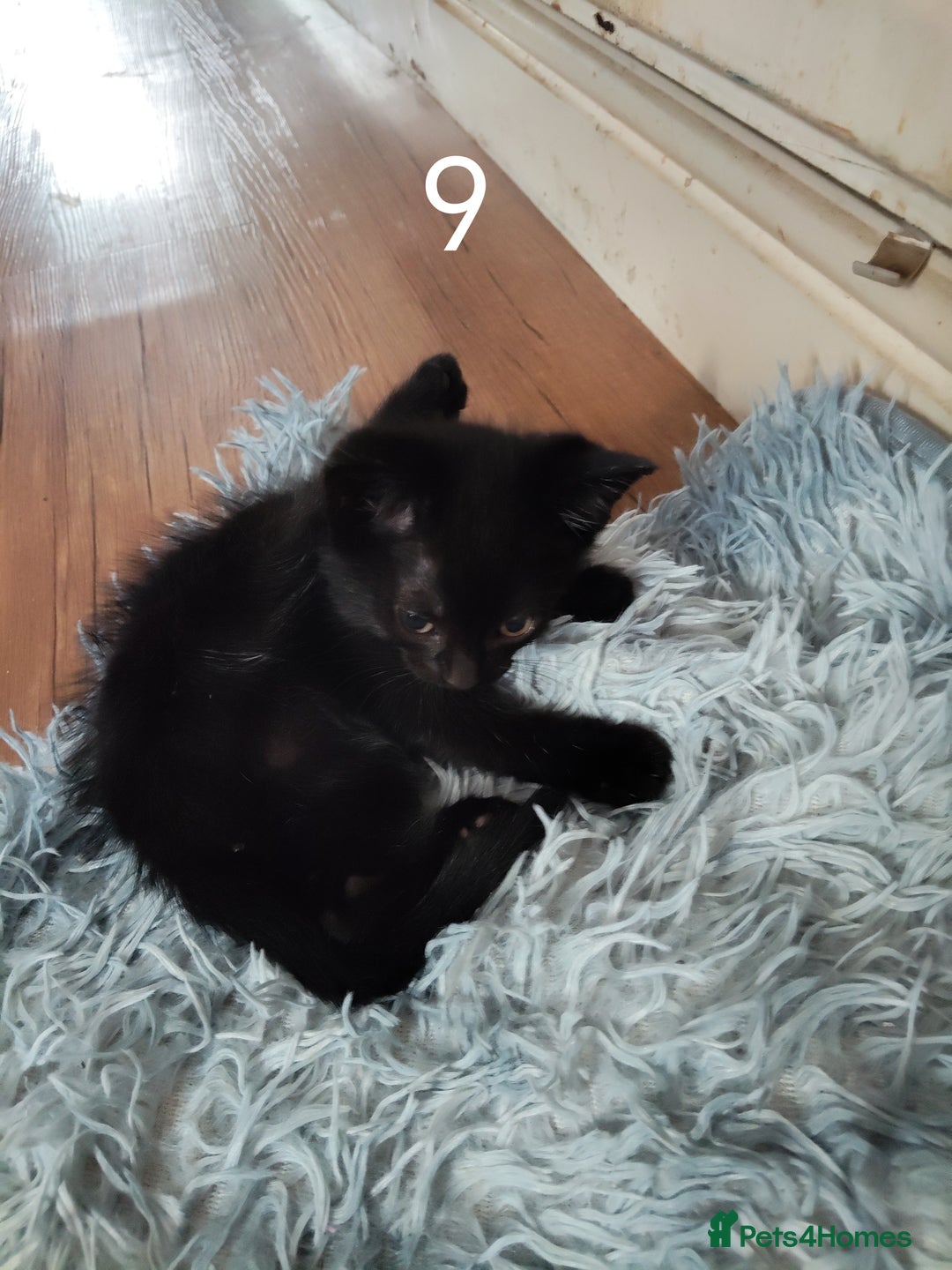 Mixed Breed cats for sale: Kitten for sale(20£) - Image 8