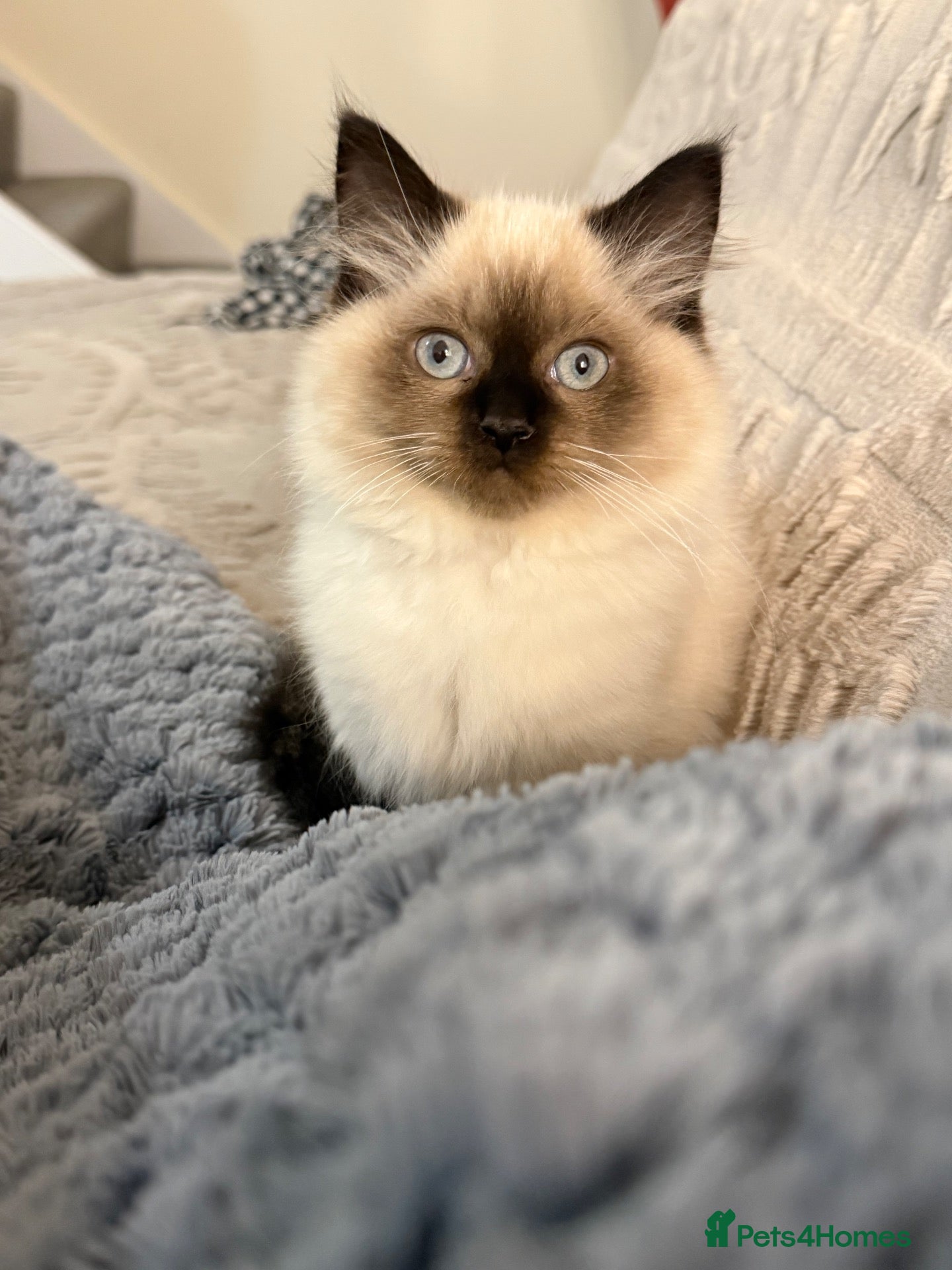 Mixed Breed cats ❗️urgent❗️Ragdoll & British Longhair Mix Kittens - Advert 7