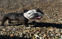 English Bulldog dogs for sale: Regrettable Rehoming - Image 1