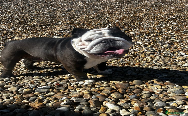 English Bulldog dogs - Advert 1