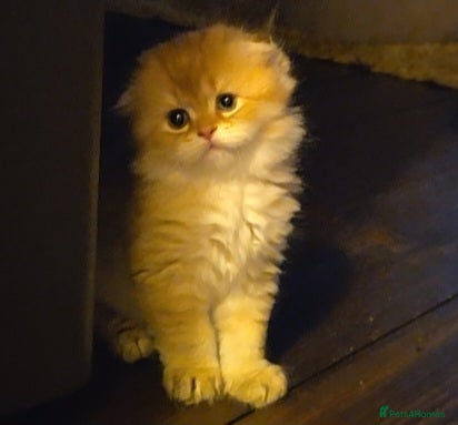 Scottish Fold cats Adorable Scottish Fold and Straight kittens 💙💜  - Advert 2