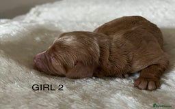 Cockapoo dogs for sale: Pop the champagne 🍾  - Image 10