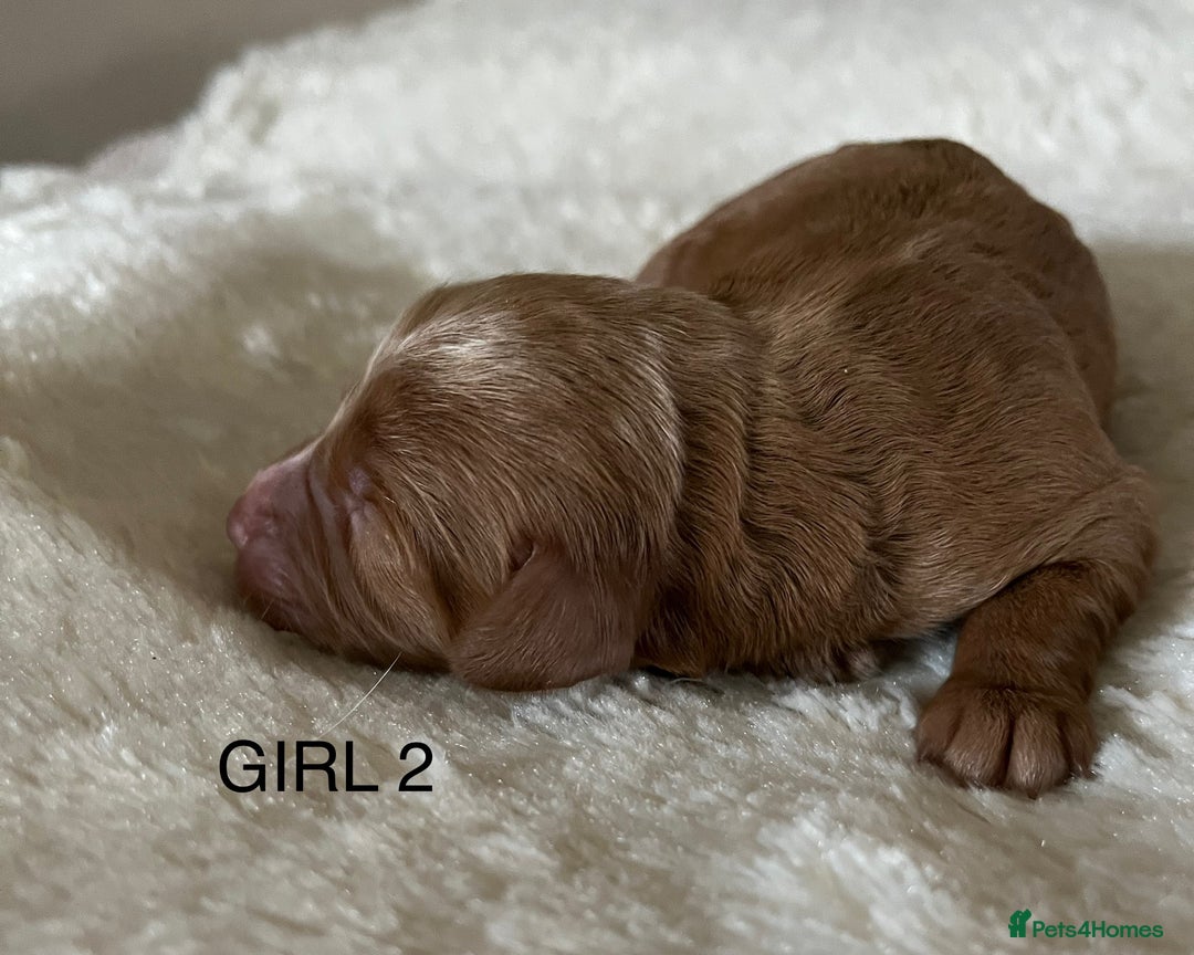 Cockapoo dogs for sale: Pop the champagne 🍾  - Image 10