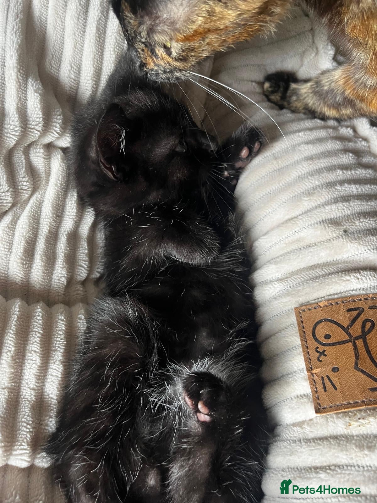 Mixed Breed cats for sale: Gorgeous kittens  - Advert 2
