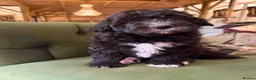 Sheepadoodle dogs for sale: Sheepadoodle READY TODAY - Advert 1