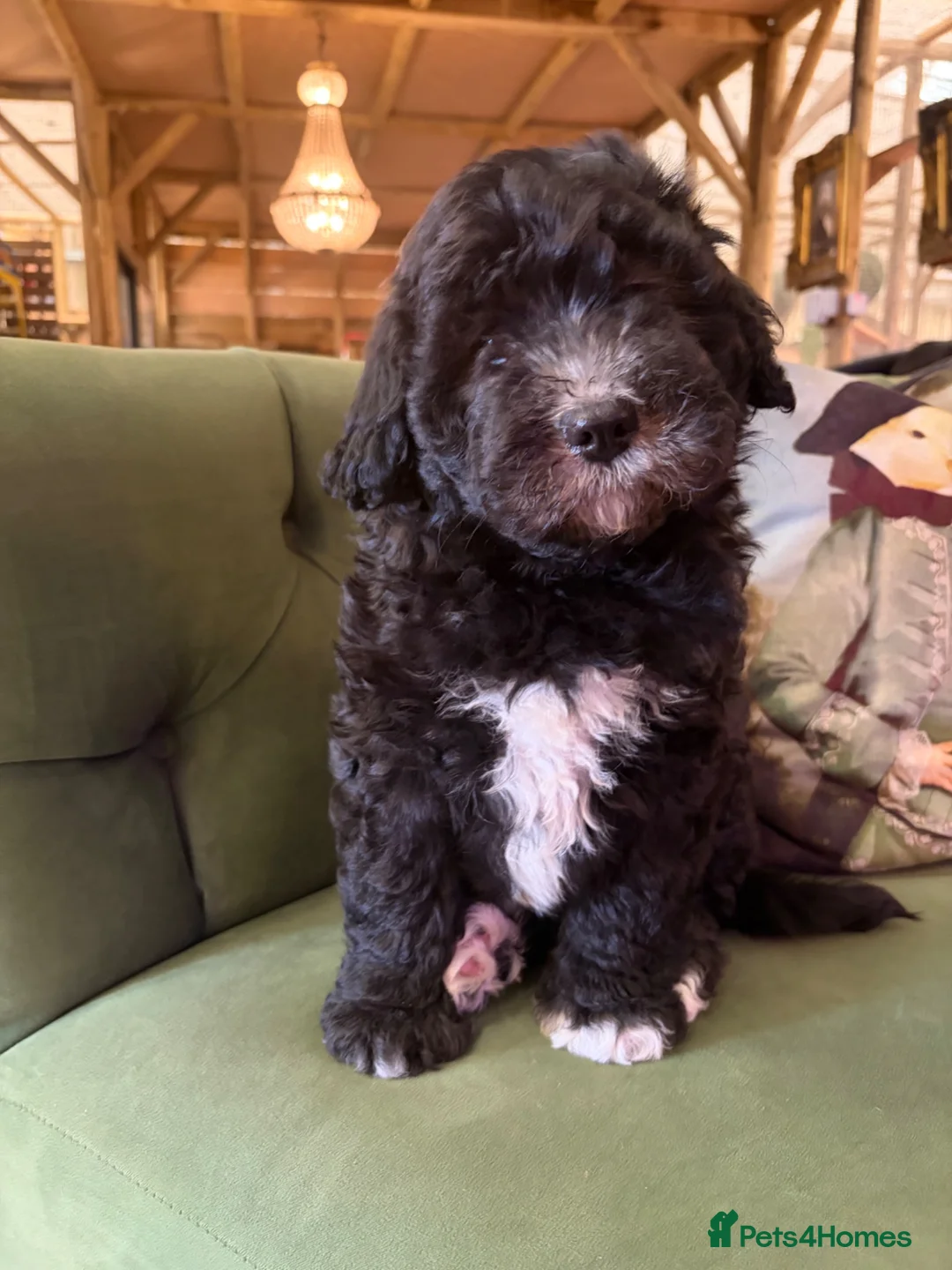 Sheepadoodle dogs for sale: Sheepadoodle READY TODAY - Advert 1