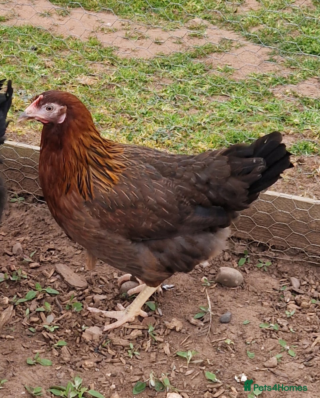 Chickens poultry for sale: Hybrid Hens for Sale - Image 12