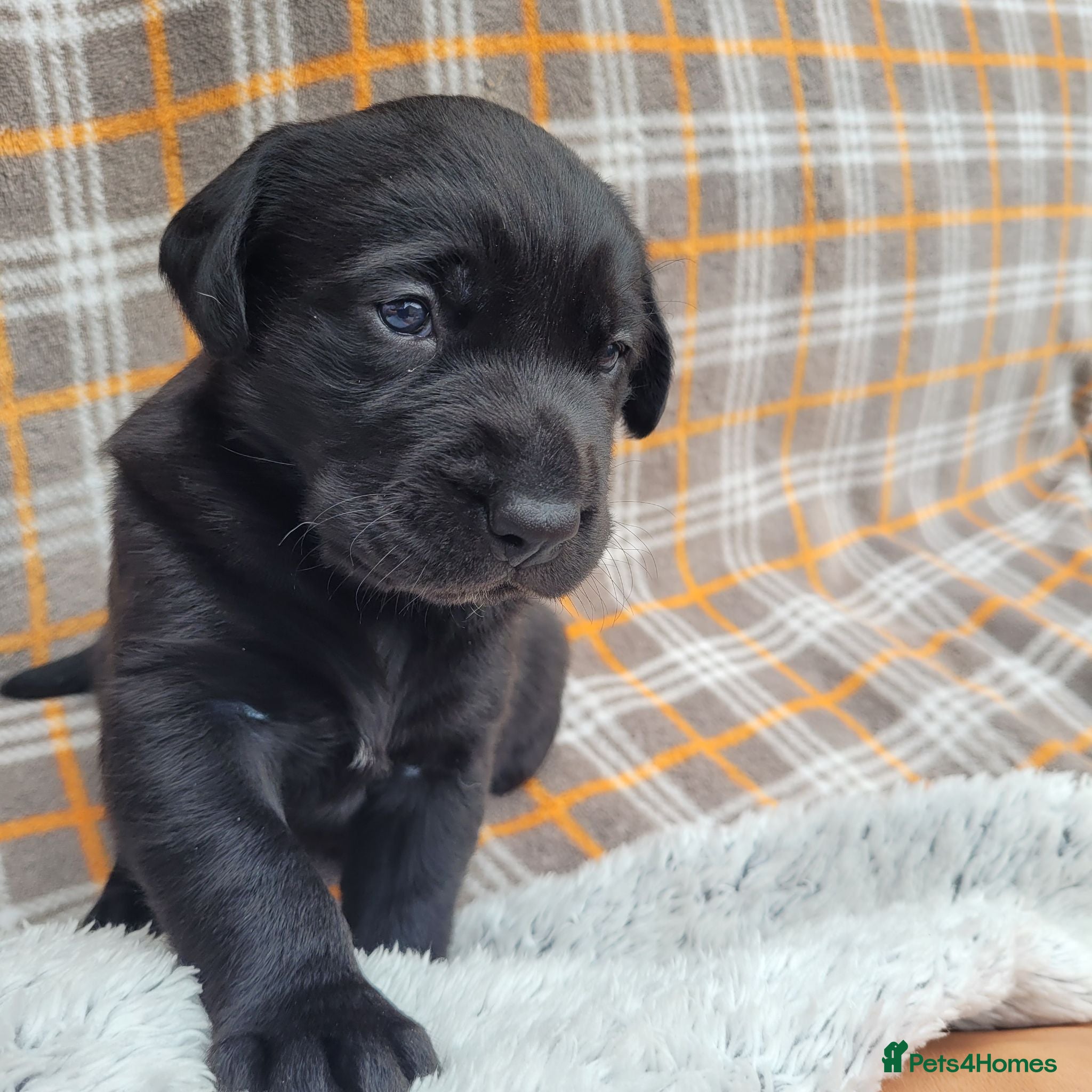 Labrador Retriever dogs Adorable Labrador Puppies for Sale! - Advert 15
