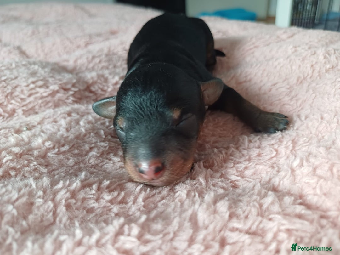 Jackapoo dogs for sale: Jackapoo x Asian toy poodle F1B - Image 7