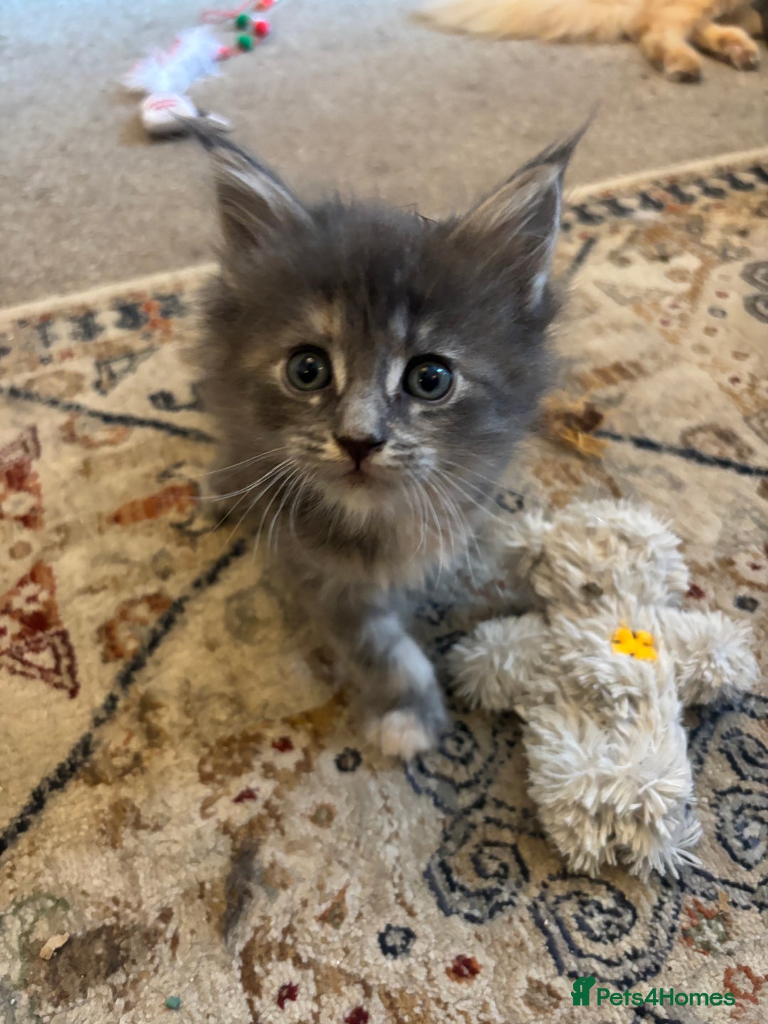 Maine Coon cats for sale: Beautiful Pedigree Main Coon Kittens - Advert 10