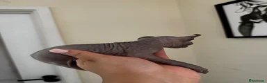 Sphynx 3