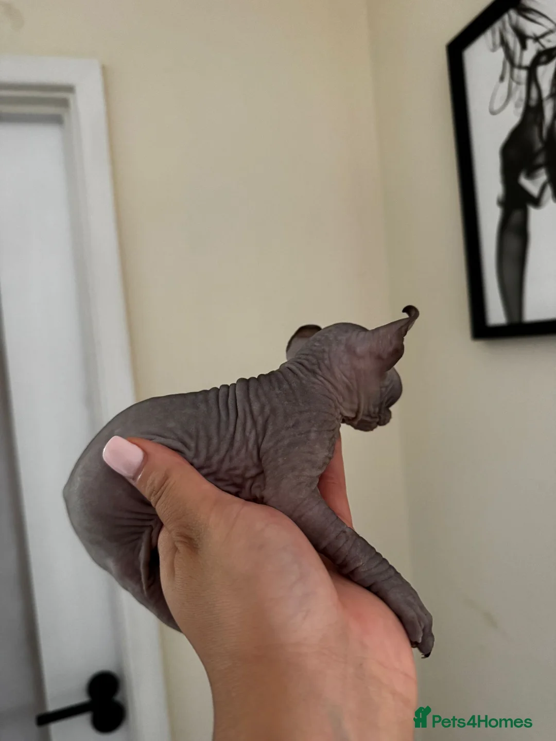 Sphynx cats for sale: Gorgeous elf kittens for sale  in Colchester - Advert 2