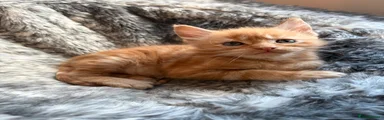 Maine Coon Kitten 2 Jasper