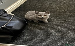 British Shorthair cats for sale: Adorable kittens READY NOW in Wakefield - Image 9