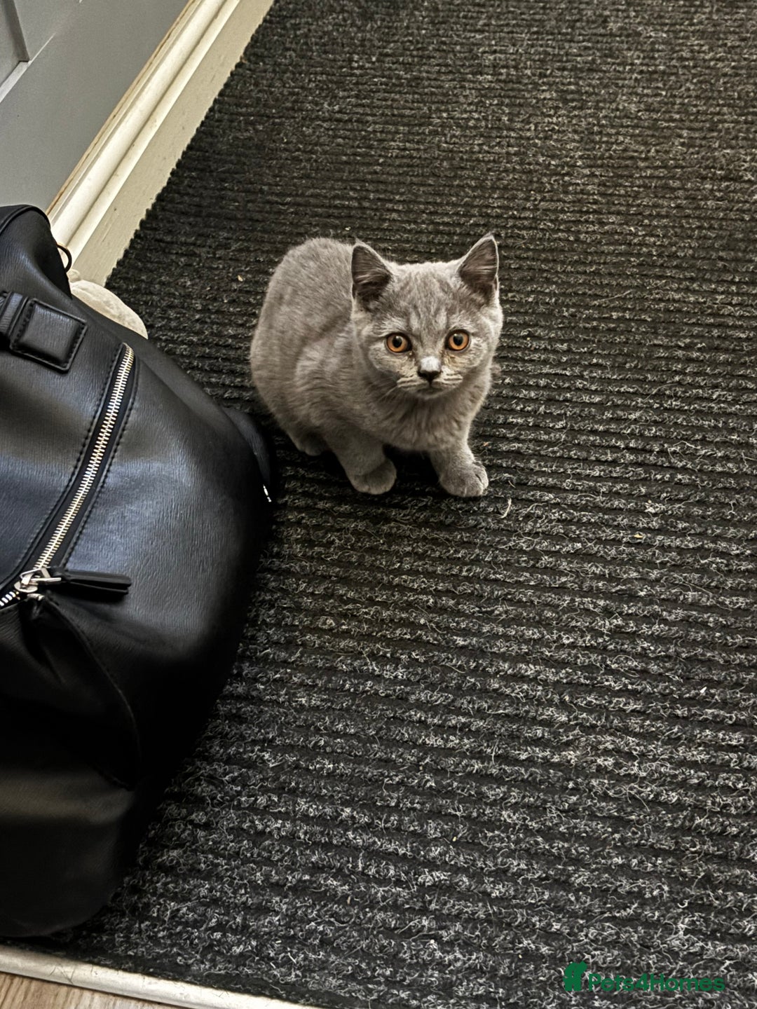 British Shorthair cats for sale: Adorable kittens READY NOW in Wakefield - Image 9