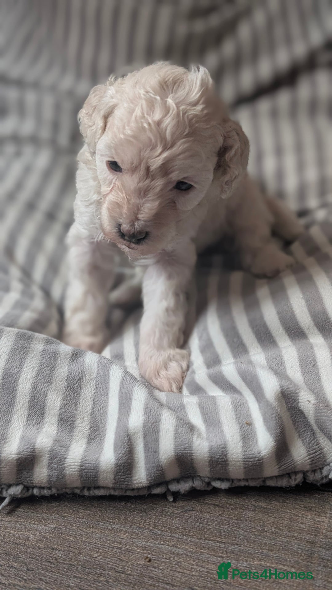 Toy Poodle dogs for sale: Toy poodles Genetic health tested  - Image 10