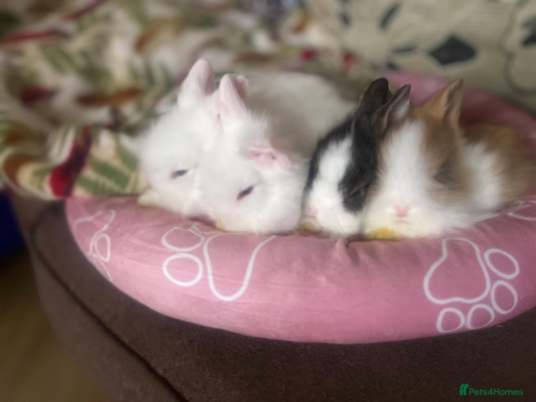 Lionhead rabbits for sale: Double-Maned Lionhead’s for sale 🐰❤️ - Image 13