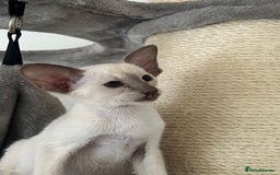Siamese cats for sale: Lilac Siamese boy  - Image 5