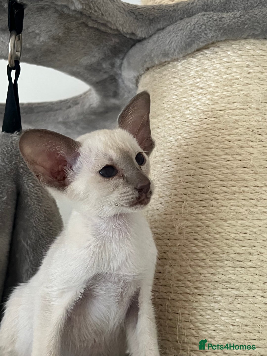 Siamese cats for sale: Lilac Siamese boy  - Image 5