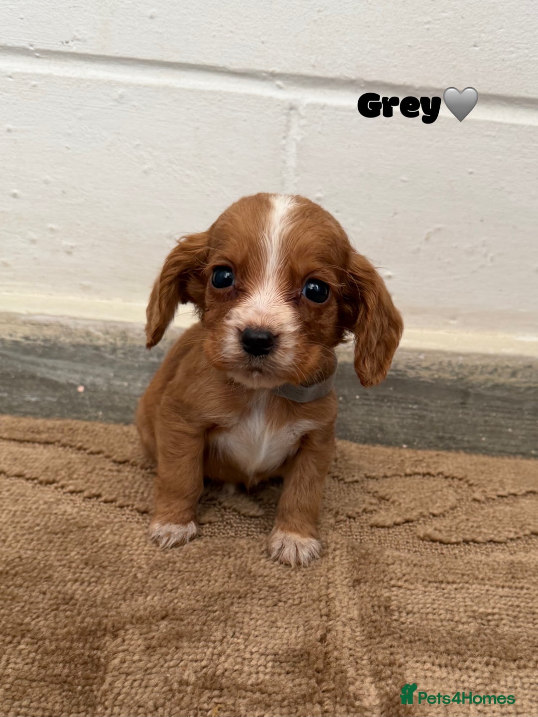 Cocker Spaniel dogs for sale: Beautiful cocker spaniel pups for sale! - Advert 9