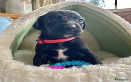Springador dogs for sale: STUNNING SPRINGADOR PUPPIES  - Image 12