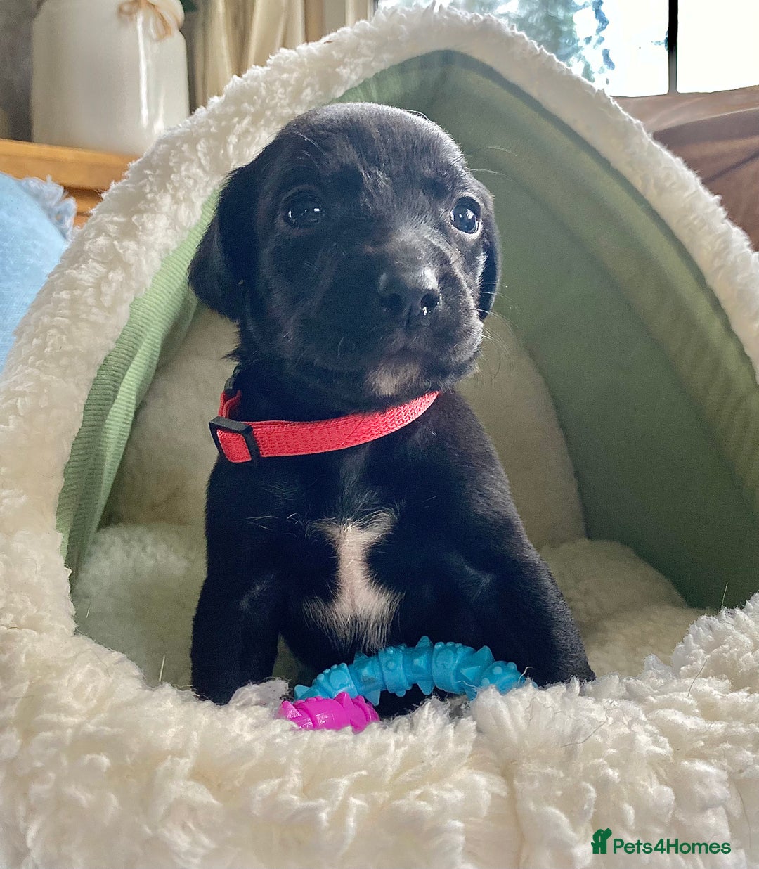 Springador dogs for sale: STUNNING SPRINGADOR PUPPIES  - Image 12