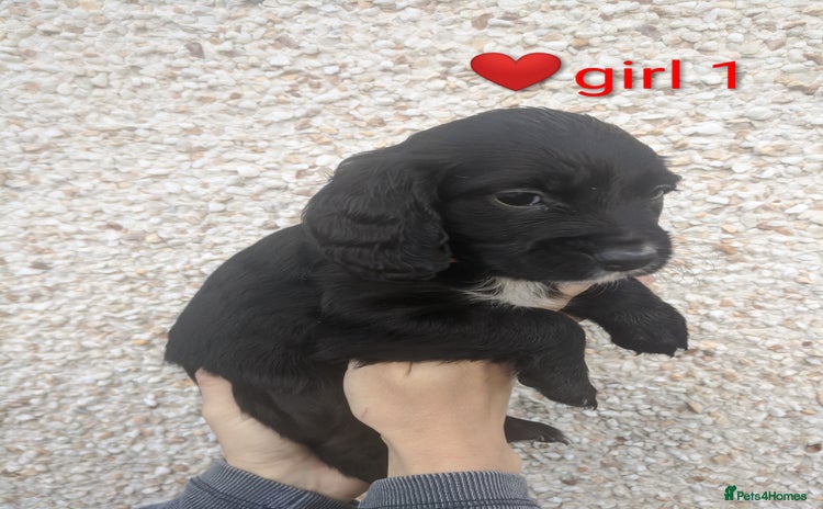 Cocker Spaniel dogs - Advert 1