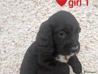 Cocker Spaniel dogs - Advert 8