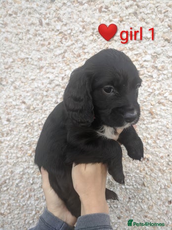 Cocker Spaniel dogs - Advert 5