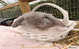 Mini Lop rabbits for sale: Pure mini lops, otters, grey, blue - Advert 17