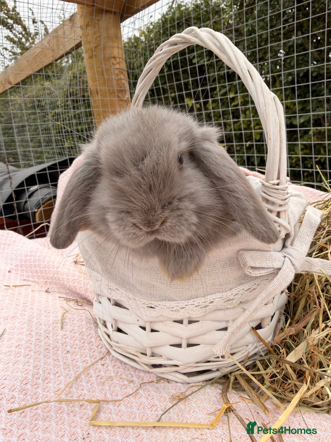 Mini Lop rabbits for sale: Pure mini lops, otters, grey, blue - Advert 17