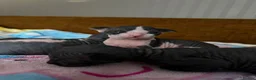 Sphynx cats for sale: 5 Beautiful Sphynx Babies  - Advert 5