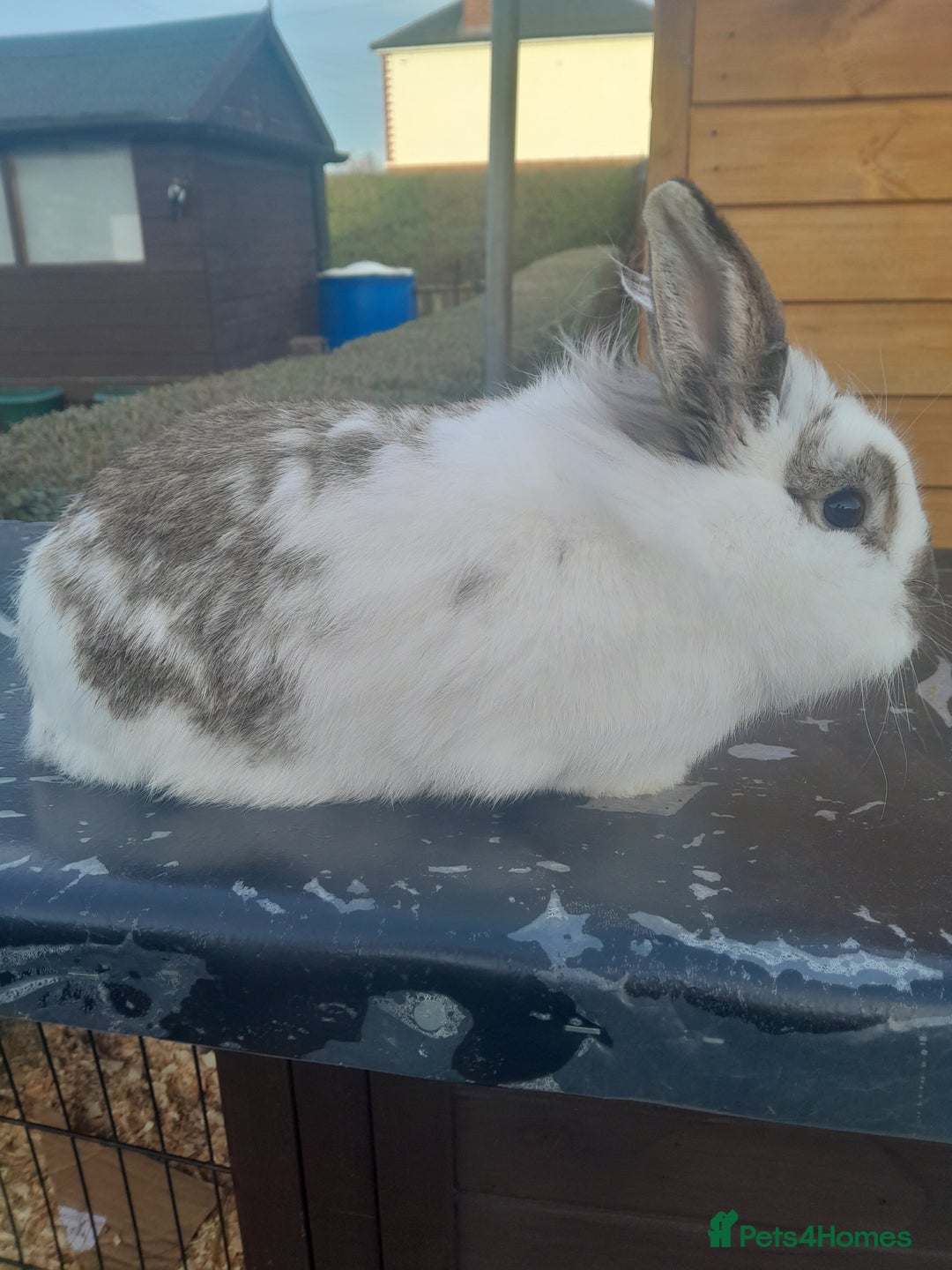 Lionhead rabbits for sale: Male lionhead rabbit for sale  - Image 1