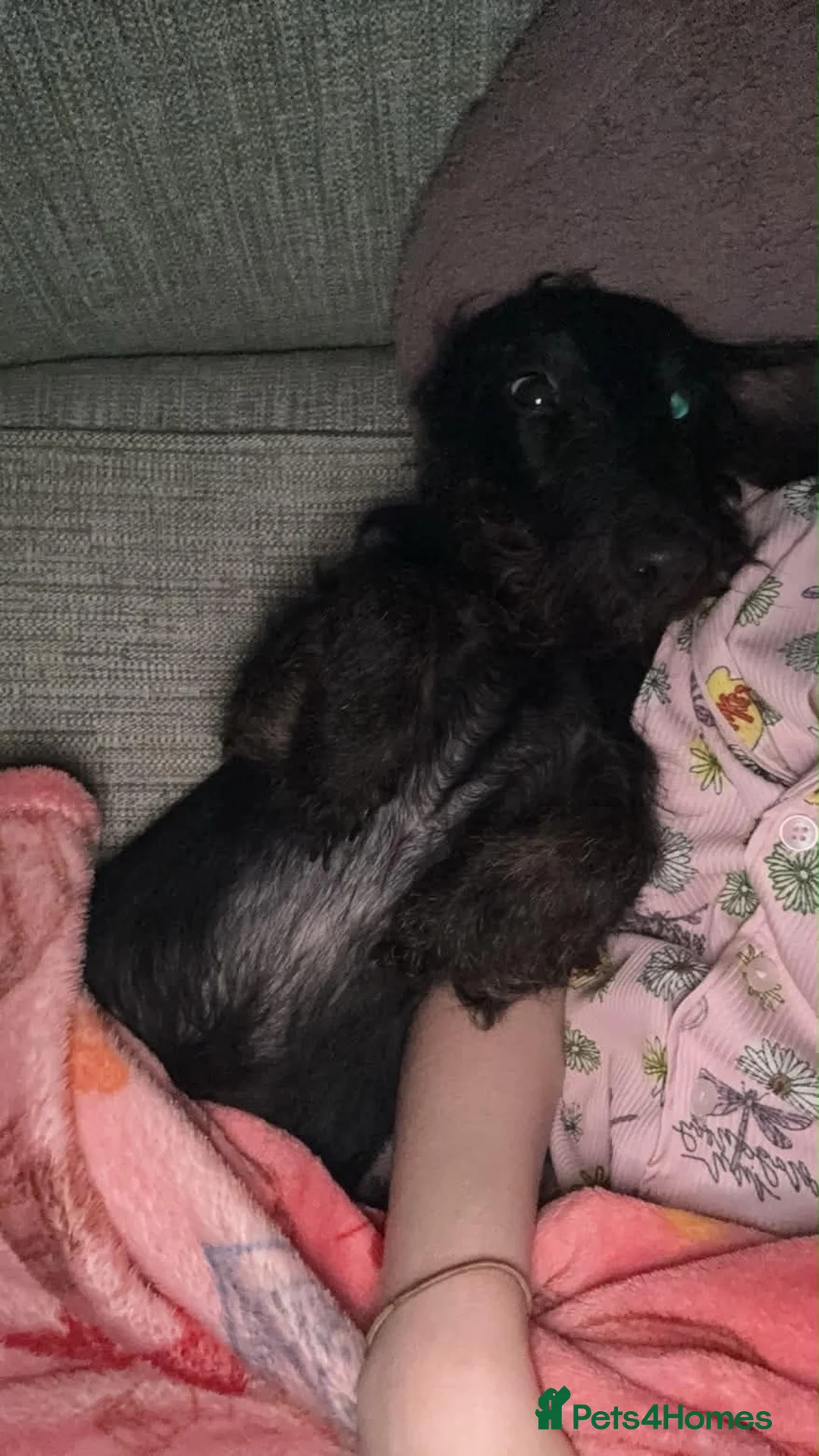 Doxiepoo dogs for sale: Doxiepoo in Nottingham - Advert 2