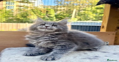 Maine Coon cats - Advert 1