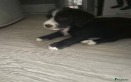 Mixed Breed dogs for sale: Jackapoo  - Image 3