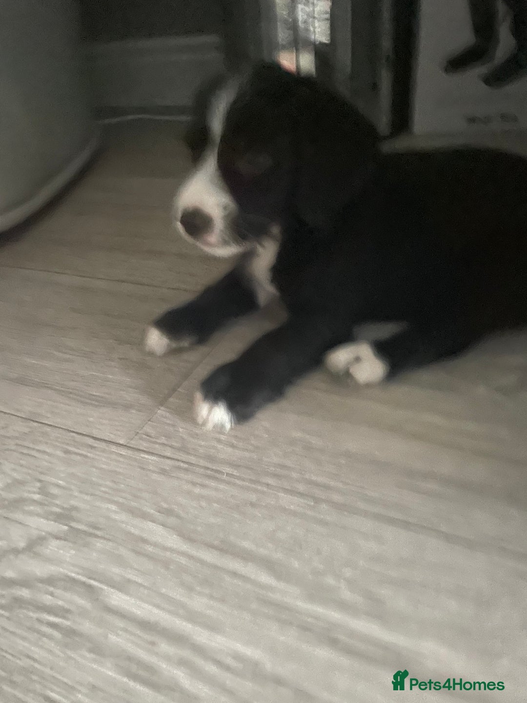 Mixed Breed dogs for sale: Jackapoo  - Image 3