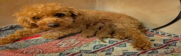 Toy Poodle dogs for sale: Gorgeous, lively KC Registered Toy Poodle puppies - Advert 4