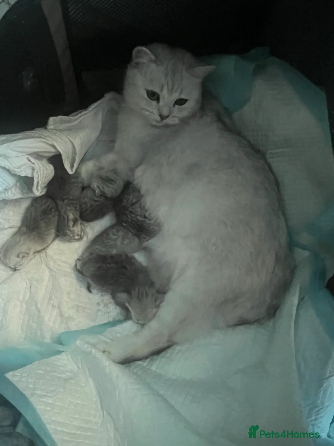 British Shorthair cats for stud: ACTIVE reg 𝑮𝑪𝑪𝑭/TICA BSH CHINCHILLA 🏆 in Ilford - Advert 12