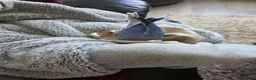 Ringnecks birds for sale: Male and female ringneck for rehome in Ryde - Advert 17