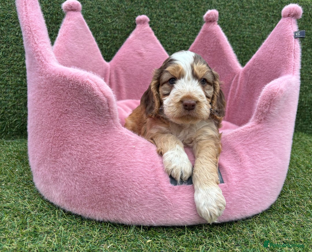 Cockapoo dogs for sale: ⭐️ Stunning Rare Coloured F1 Miniature Cockpoos ⭐️ - Image 16